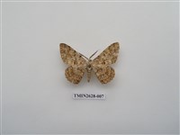 藏品(尺蛾150)的圖片